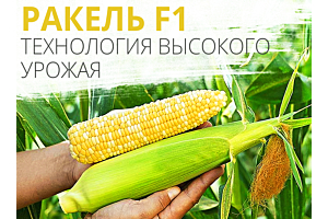 РАКЕЛЬ F1 СУПЕРСЛАДКАЯ КУКУРУЗА CLAUSE