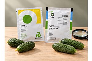 Упаковки Кибрия F1 и Амур F1 с огурцами в студийной композиции