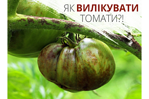 Методи боротьби з хворобами томатів