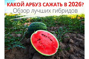 Арбузы 2026 для выращивания (фото)