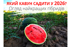 Кавуни 2026 для вирощування (фото)
