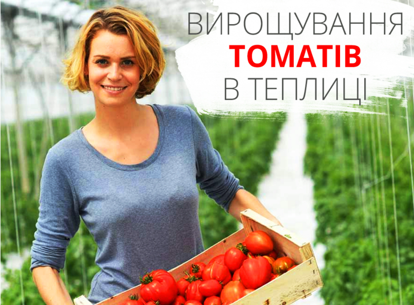 Оптимальна частота та кількість поливу для помідорів