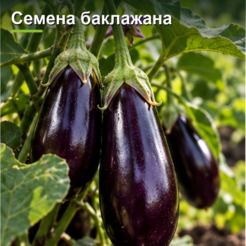 Семена баклажана
