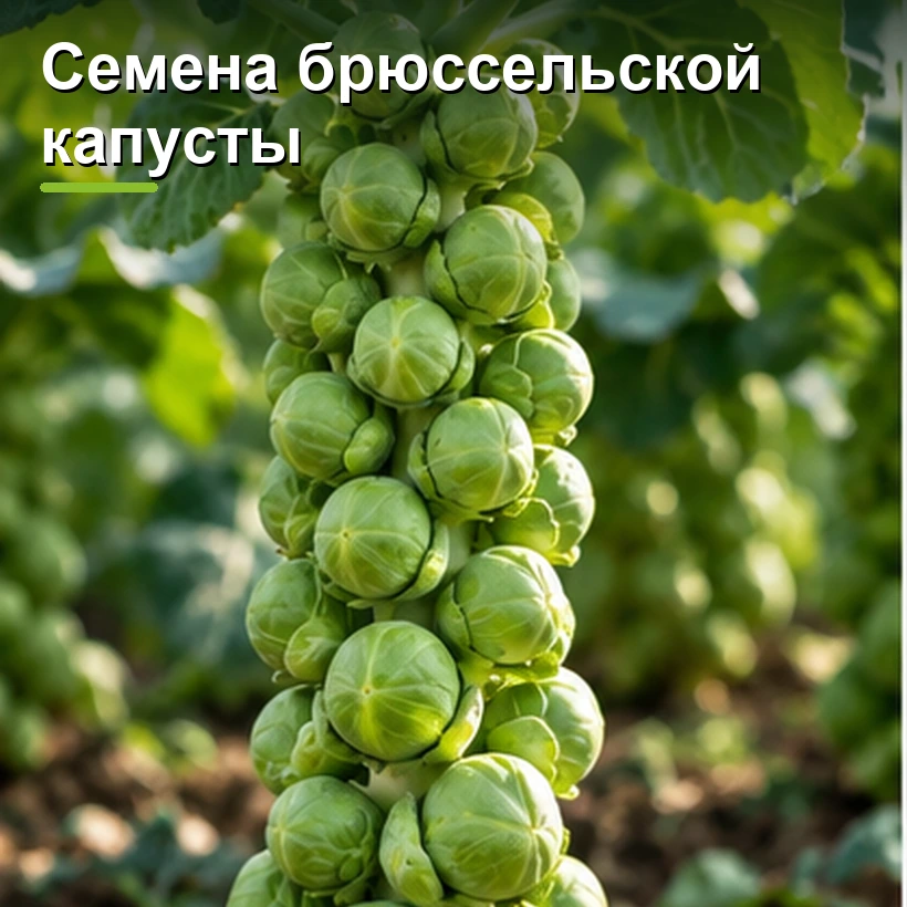 Семена брюссельской капусты