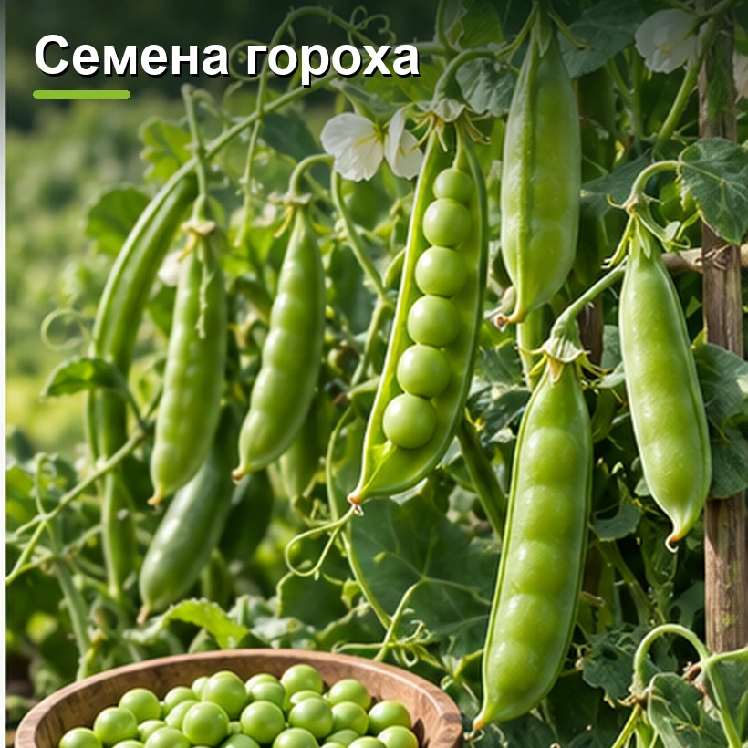 Семена гороха