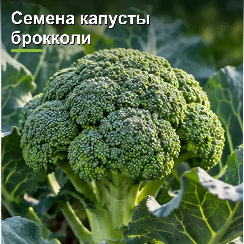 Семена капусты брокколи