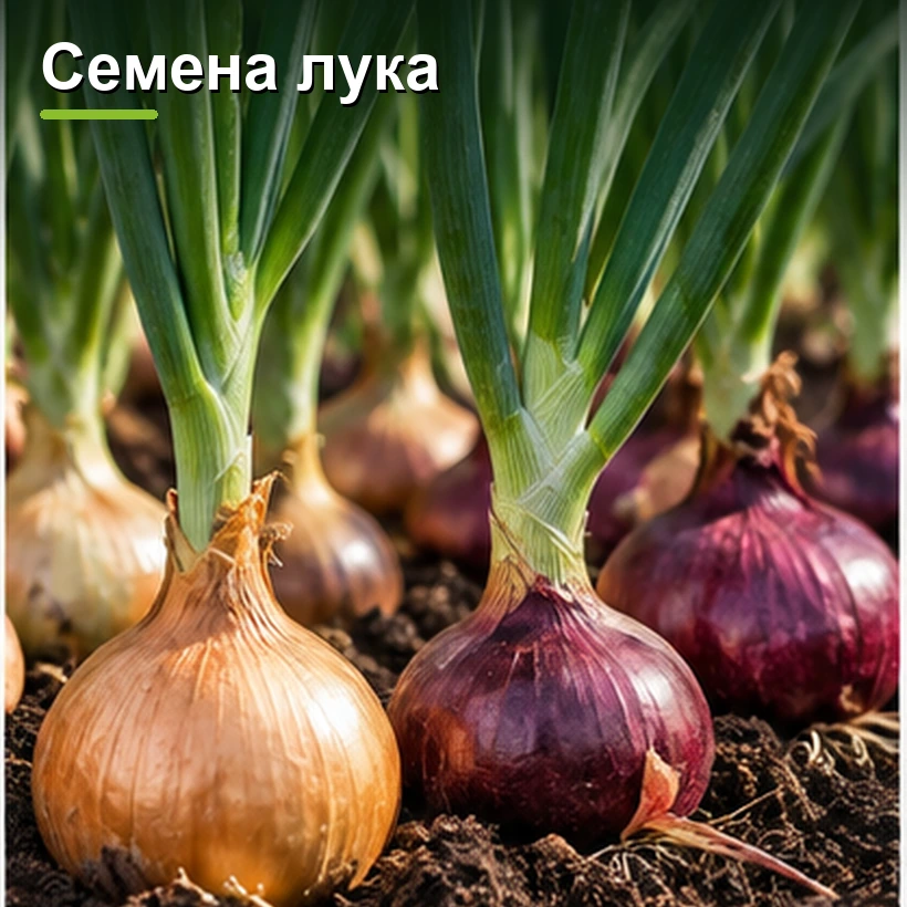 Семена лука