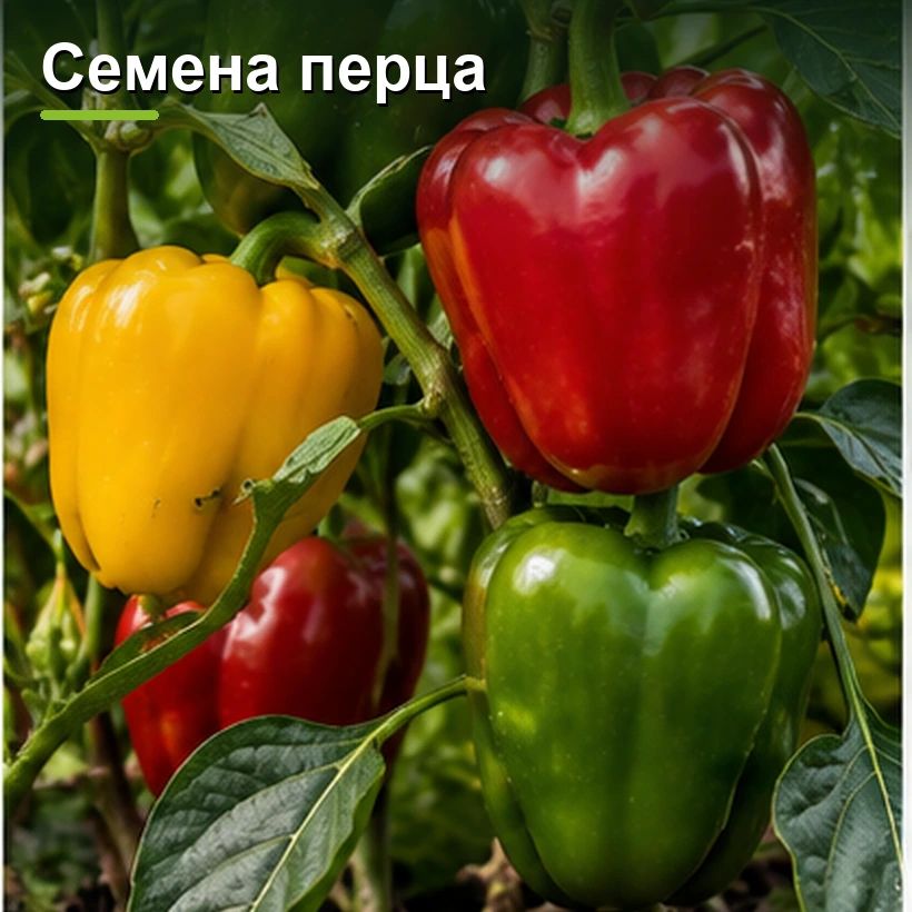 Семена перца