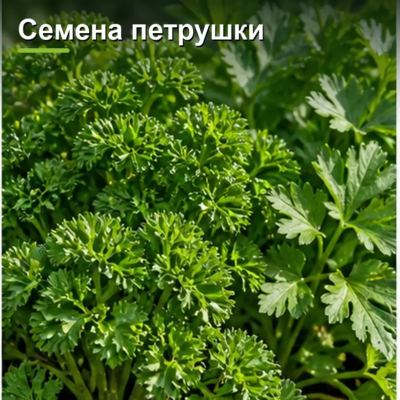 Семена петрушки