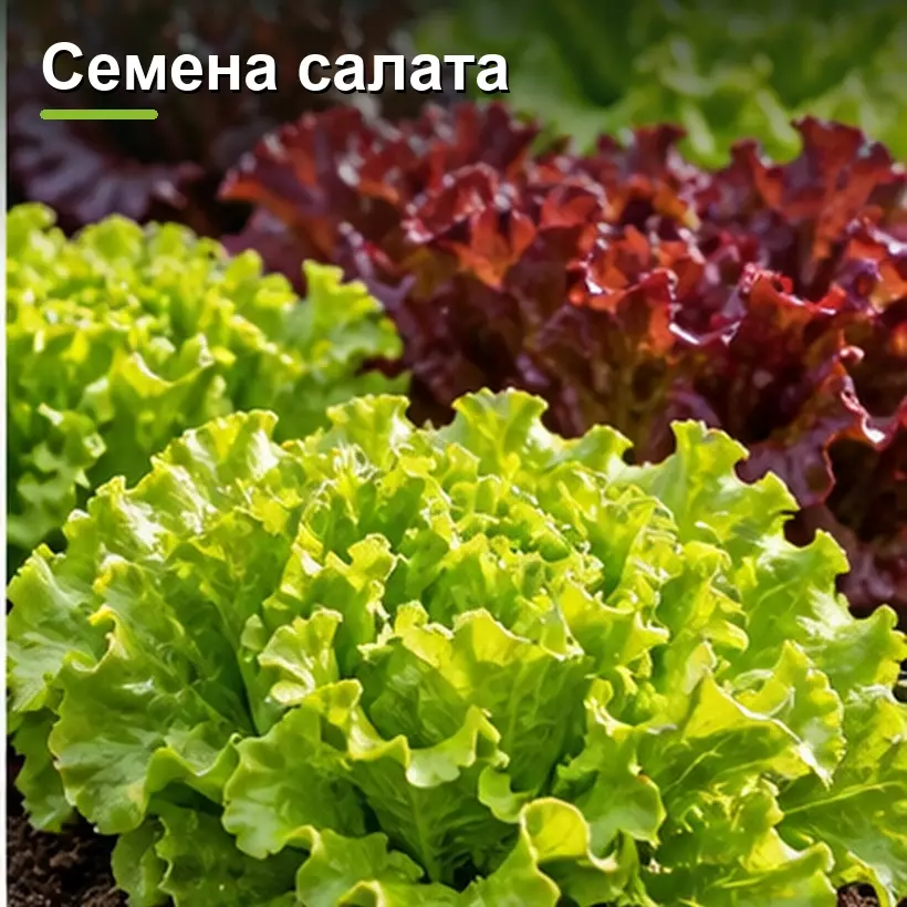 Семена салата