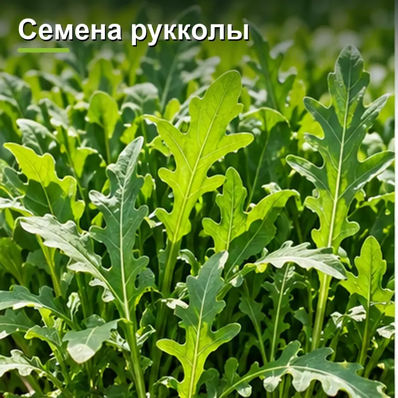 Семена рукколы
