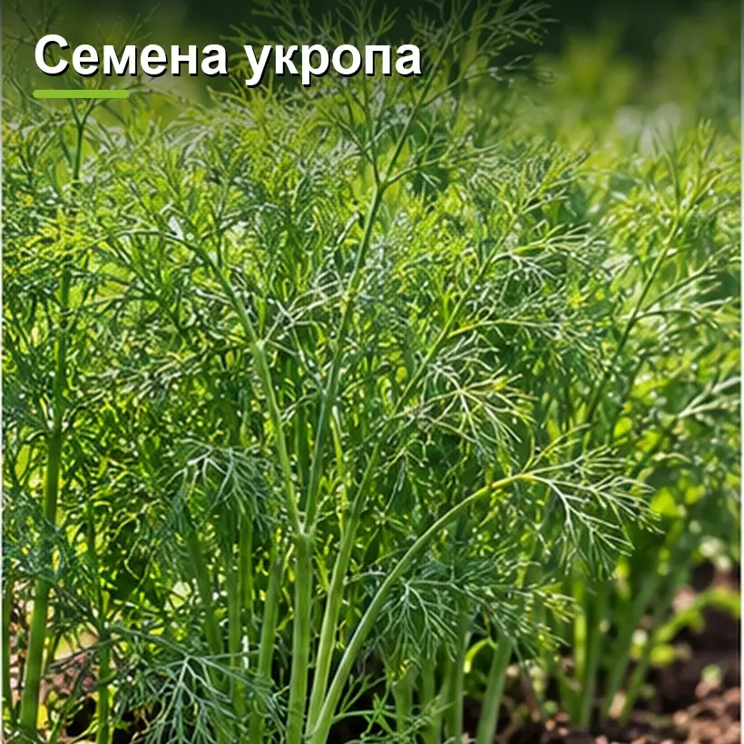 Семена укропа