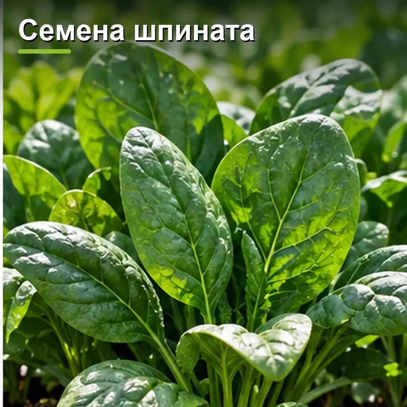 Семена шпината