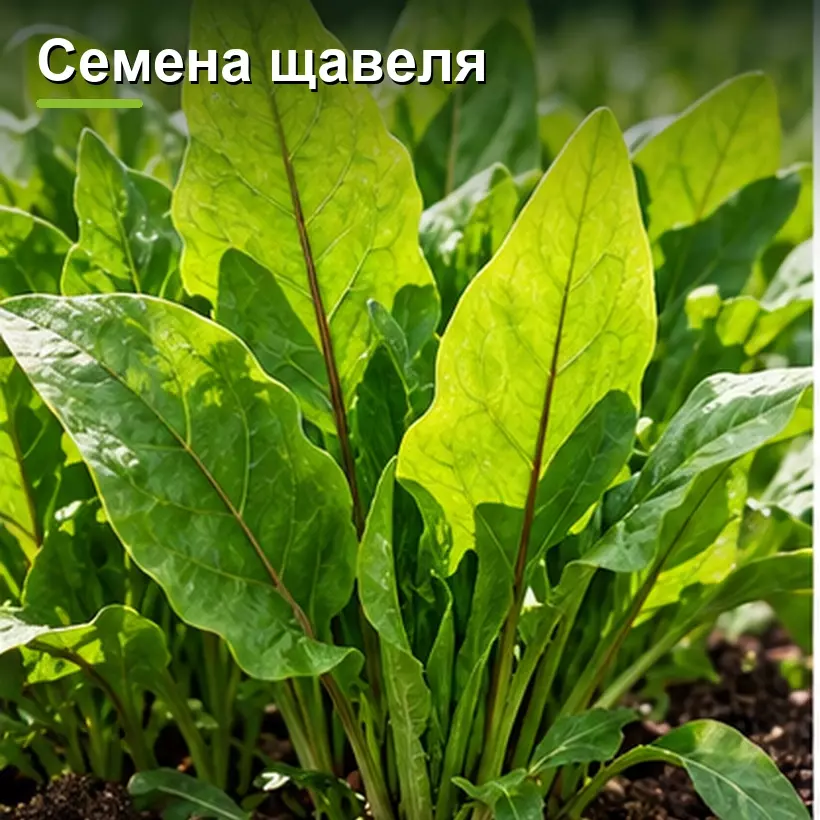 Семена щавеля