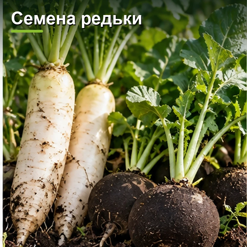 Семена редьки