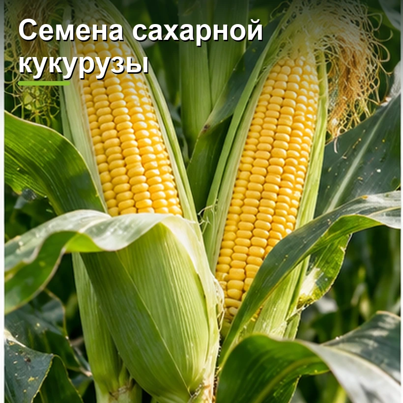 Семена сахарной кукурузы