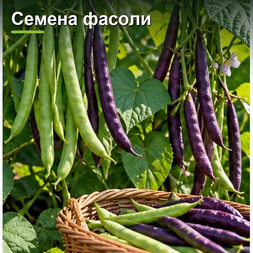 Семена фасоли