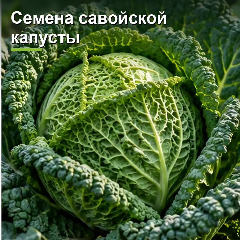 Семена савойской капусты