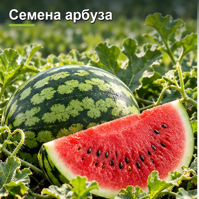 Семена арбуза