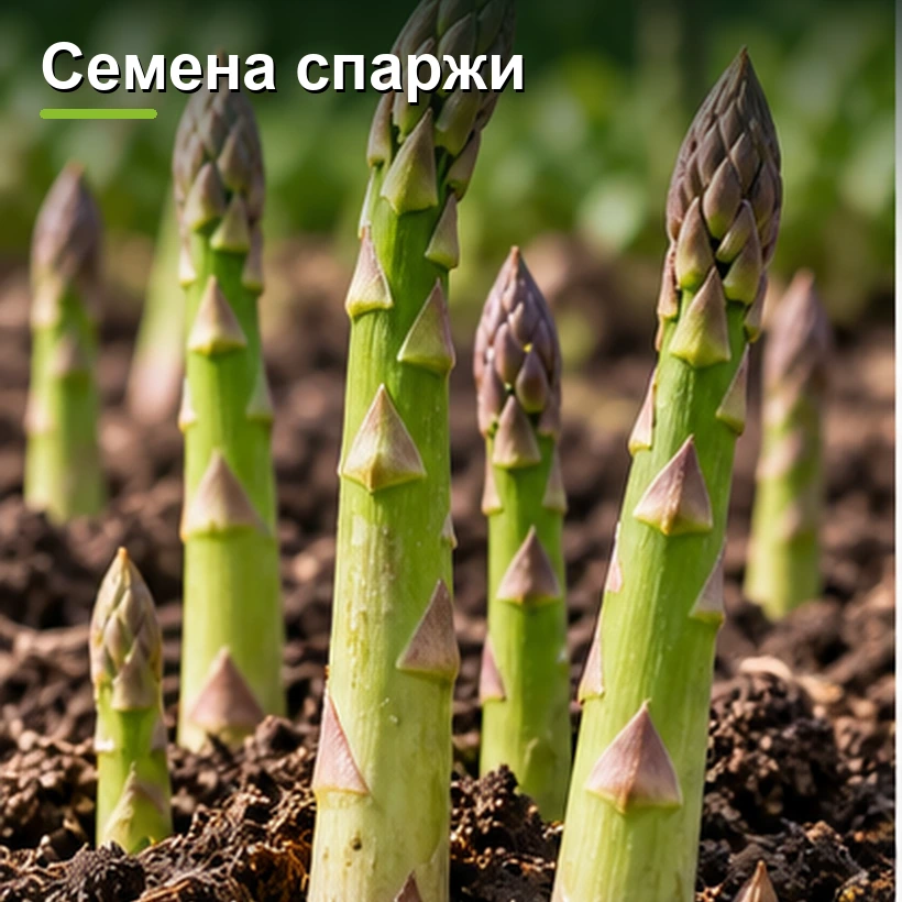 Семена спаржи