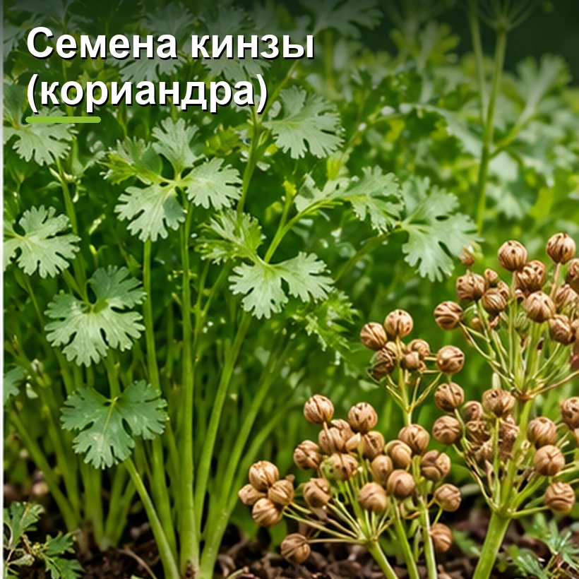 Семена кинзы (кориандра)