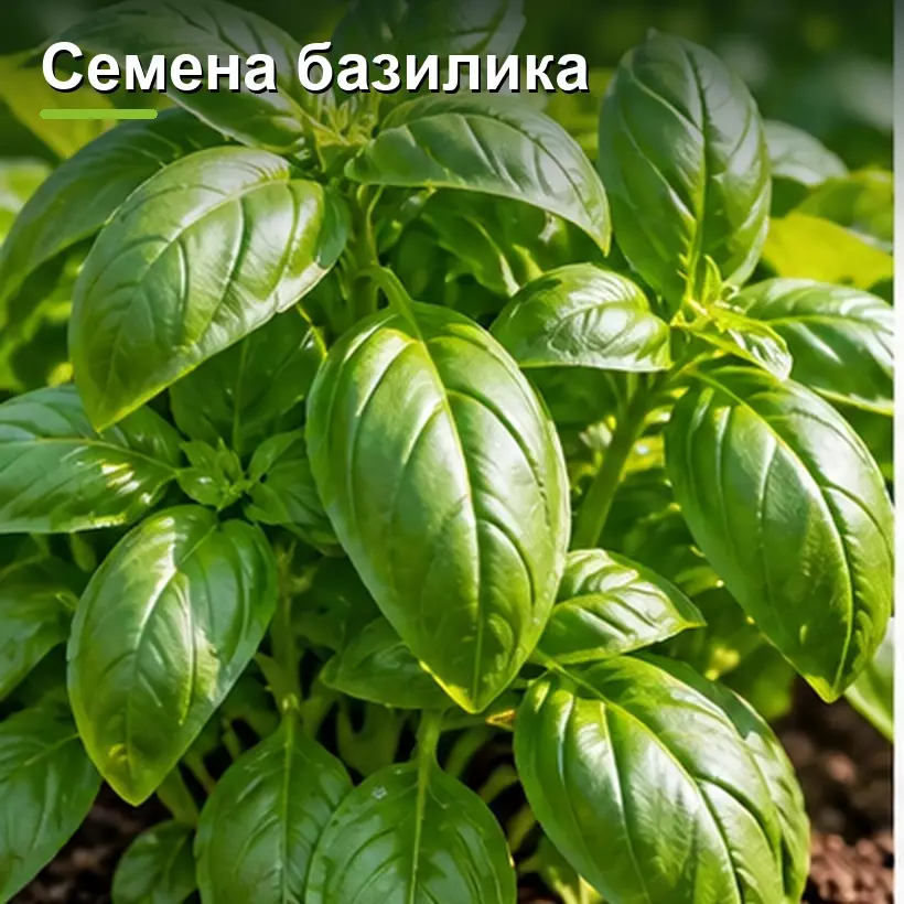 Семена базилика