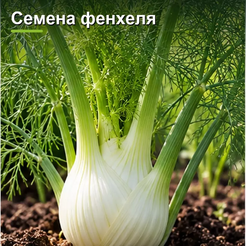 Семена фенхеля
