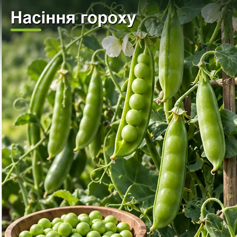Насіння гороху