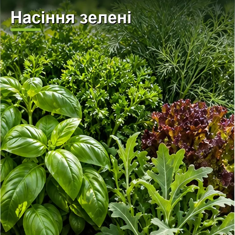 Насіння зелені