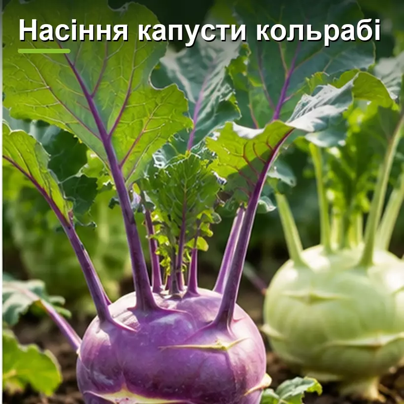 Насіння капусти кольрабі
