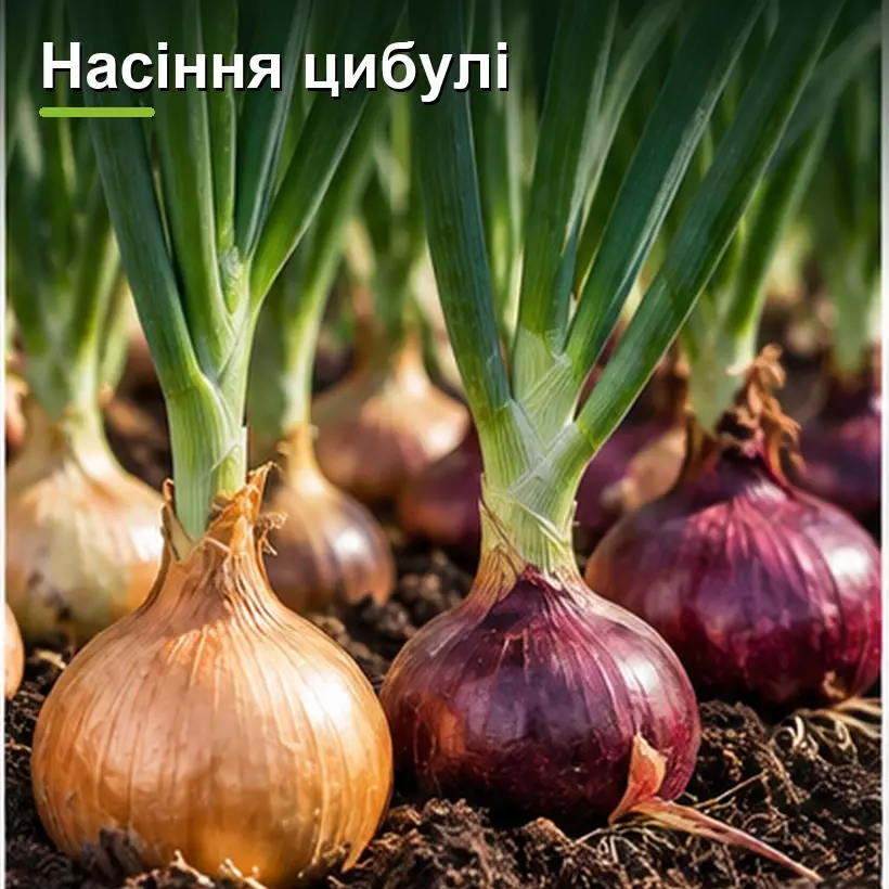 Насіння цибулі
