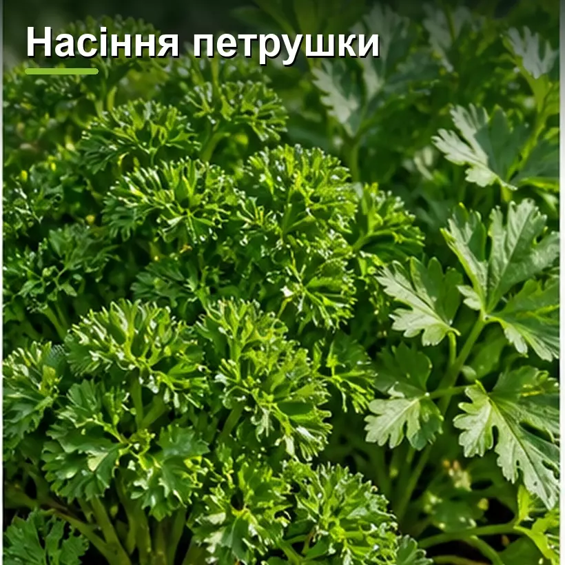 Насіння петрушки