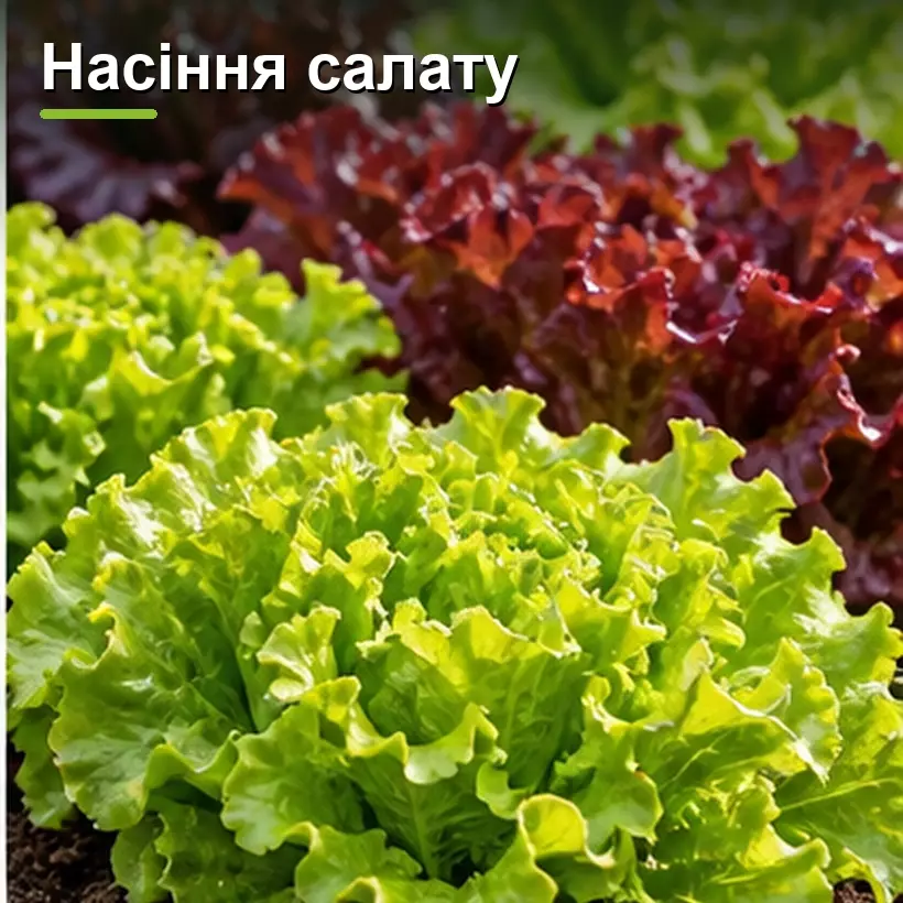 Насіння салату