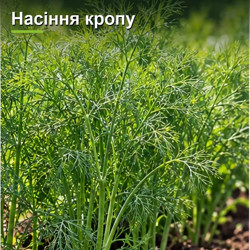 Насіння кропу