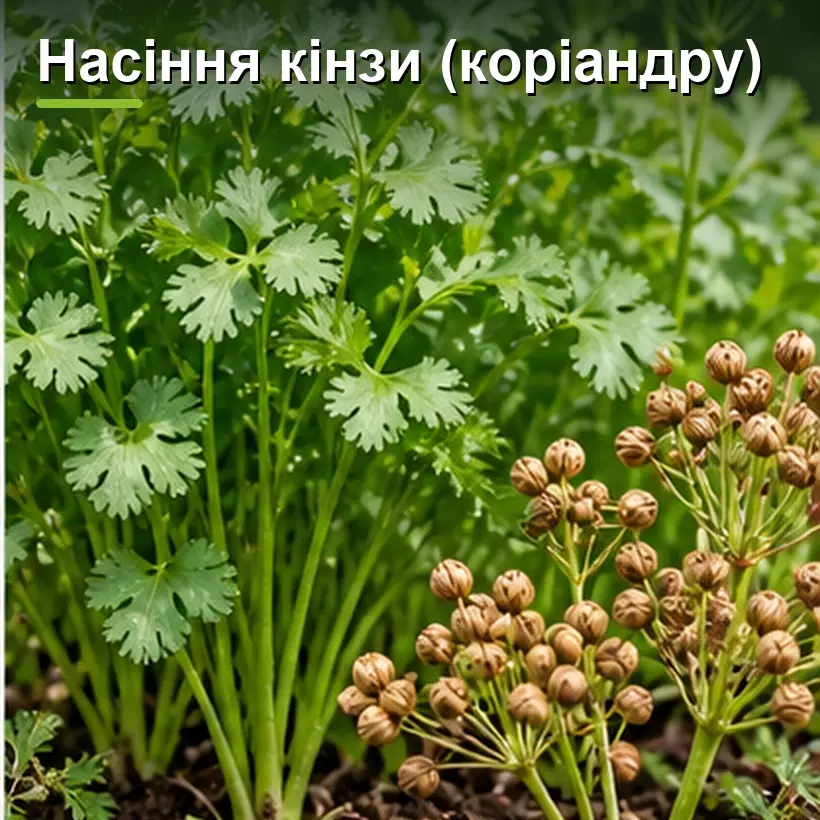 Насіння кінзи (коріандру)