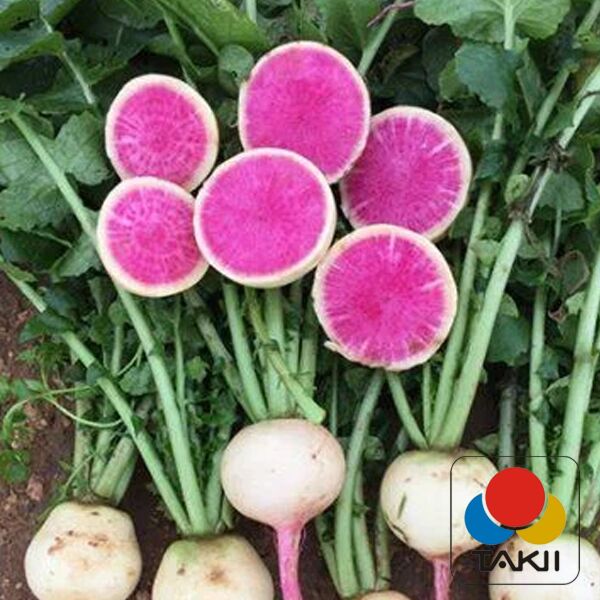 РЕД МИТ / RED MIT - семена редьки, Takii Seeds