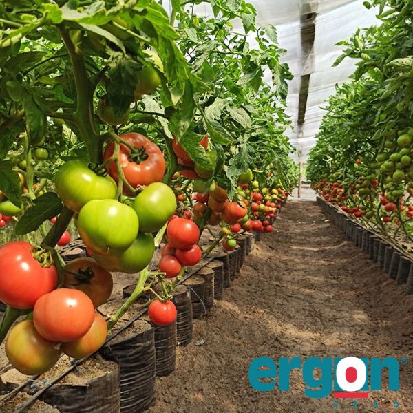 ПЛ 6210 F1 / PL 6210 F1 - насіння томата (помідора), Ergon Seed