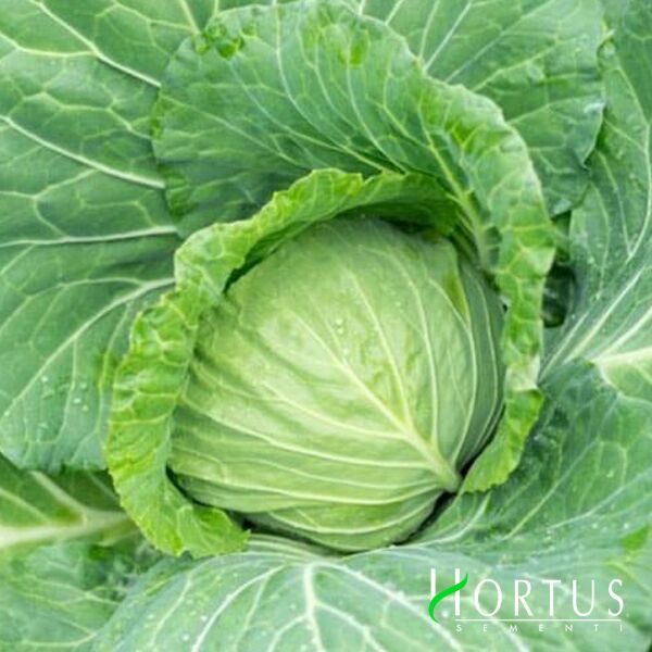 БІЛОСНІЖКА / BELOSNEZHKA - насіння білоголової капусти, Hortus