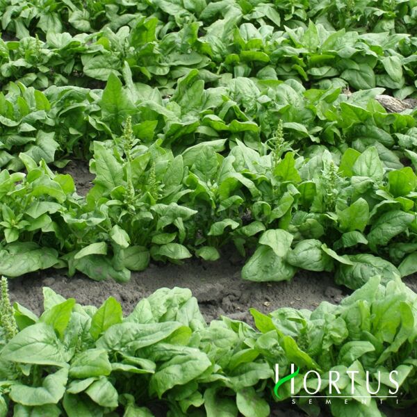 БОС / BOSS - насіння шпинату, Hortus