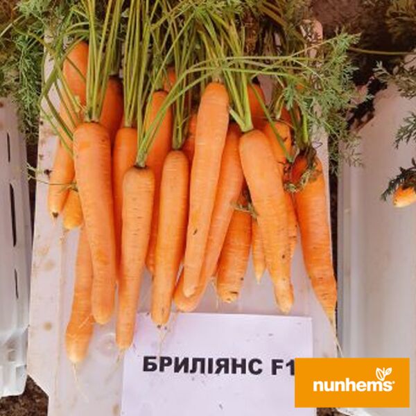 БРИЛЛИАНС F1 / BRILLIANS F1 - семена моркови, Nunhems