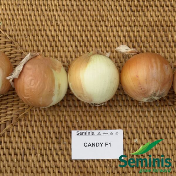 КЕНДІ F1 / KENDI F1 - насіння цибулі, Seminis