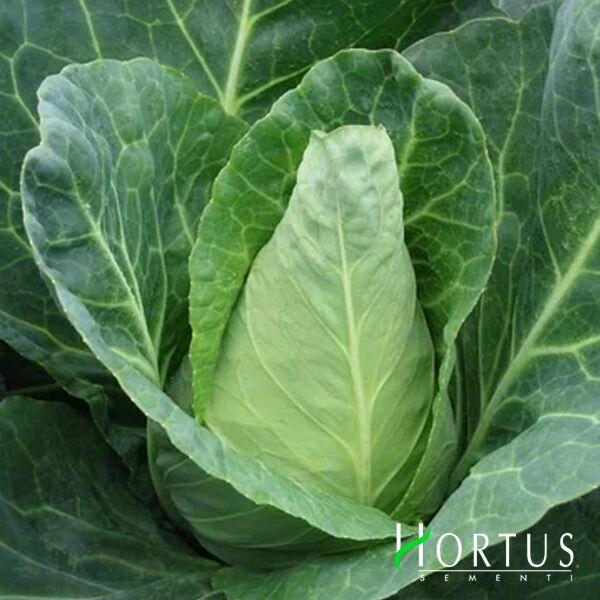 ЕКСПРЕС / EKSPRESS - насіння білоголової капусти, Hortus