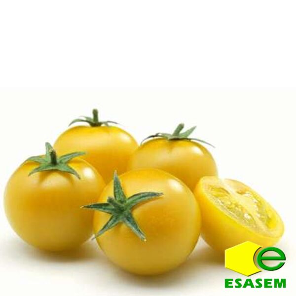 СТАР ГОЛД F1 / STAR GOLD F1 - семена томата (помидора), Esasem