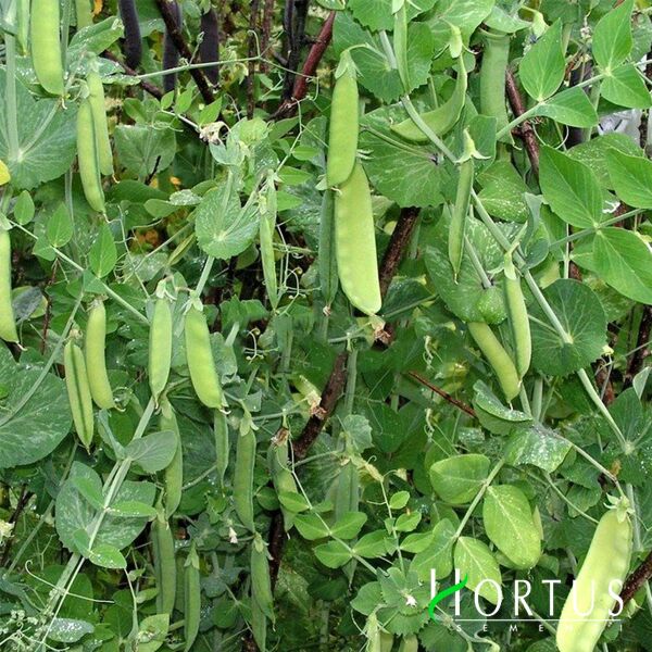 КАРУБІ / KARUBI - насіння гороху, Hortus