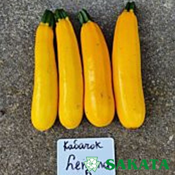 ЛЕМОНА F1 / LEMONA F1 - насіння кабачка, Sakata