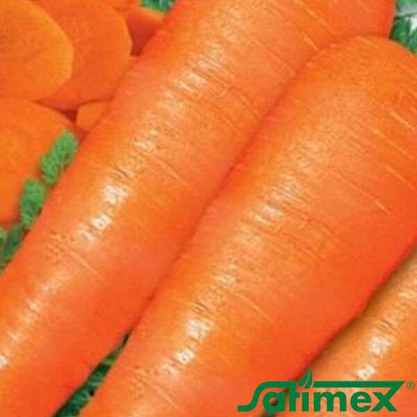 ЛОНГ РОТЕ ШТУМПФЕ / LONG ROTE SHTUMPFE - насіння моркви, Satimex