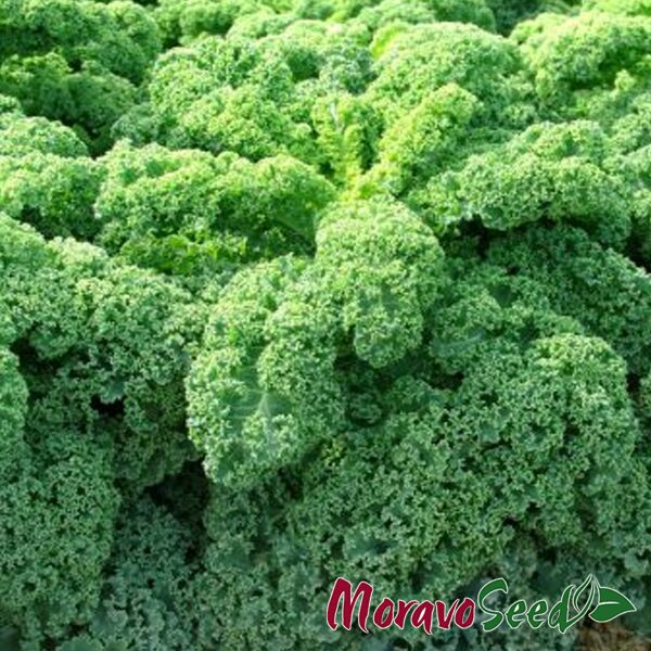 КАПРАЛ / KAPRAL - капуста листова, Moravoseed