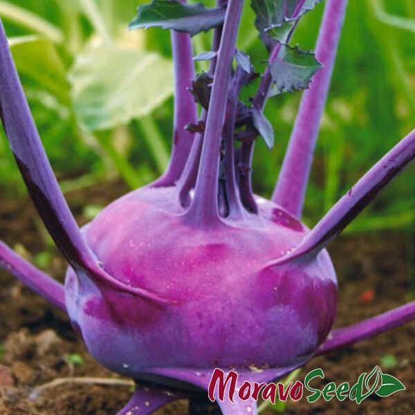 ВИОЛЕТА / VIOLETA - семена капусты кольраби, Moravoseed