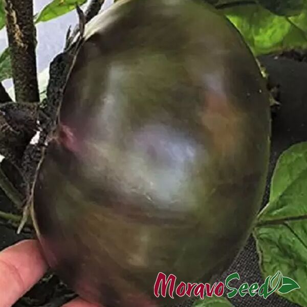 ЛАУРА / LAURA - насіння баклажана, Moravoseed