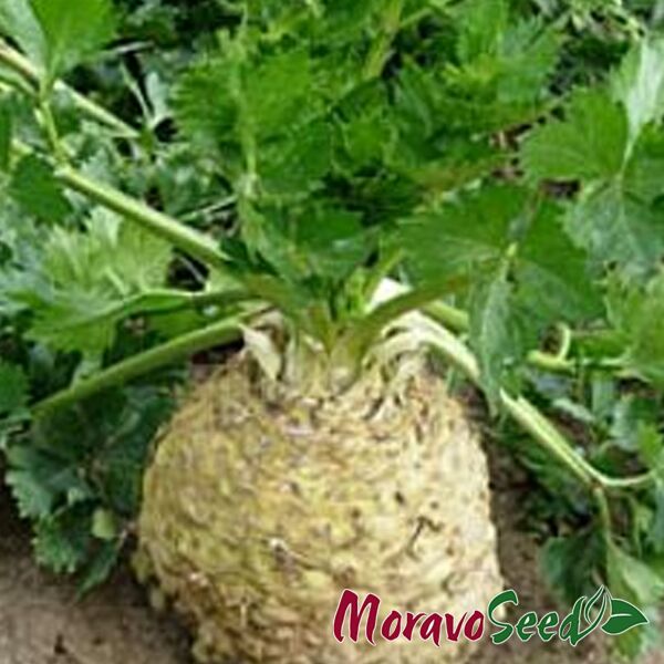ЄМНА / EMNA - насіння селери, Moravoseed